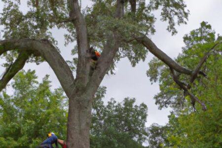 Top Tier Tree Service